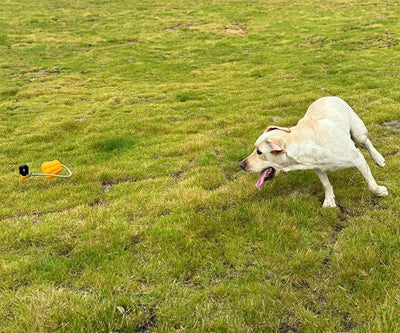 Pumpkin Tug
