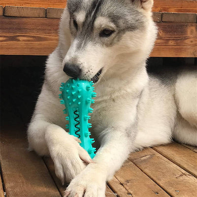 Bâton DentalPaw